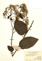 藏品(茄葉斑鳩菊)的圖片